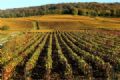 Regies vincolas de Champagne e Borgonha viram patrimnio mundial Foto de 2013 mostra vinhedos na regio de Champagne, na Frana, durante o outono (Foto: Francois Nascimbeni/AFP)