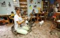 Defensores dos animais criam caf com gatos na Sibria Defensores dos animais criam caf com gatos na Sibria (Foto: Ilya Naymushin/Reuters)