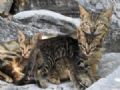 Foto de gata com filhotes mostra iluso de tica curiosa Foto de gata com filhotes mostra iluso de tica curiosa (Foto: Paul Hanna/Reuters)