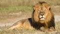 Zimbbue quer extraditar caador dos EUA que matou leo 