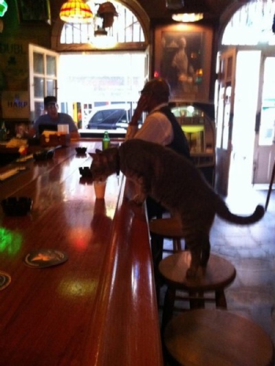 Barman serve copo de leite aps gato se sentar em balco de bar nos EUA Barman serviu copo de leite aps gato se sentar em balco de bar nos EUA (Foto: Reproduo/Reddit/JBiloxi)