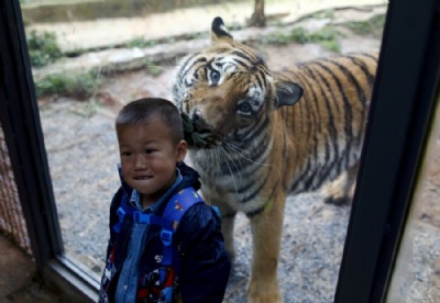 Tigre ''simptico'' faz at pose ao ser fotografado com menino na China Tigre parecia fazer pose ao ser fotografado com menino em zoo chins (Foto: Wong Campion/Reuters)