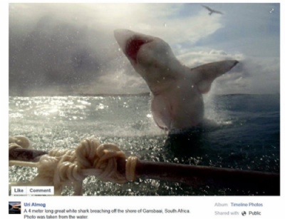 Israelense registra foto incrvel de salto de tubaro na frica do Sul Uri Almog registrou imagem impressionante de salto de tubaro branco (Foto: Reproduo/Facebook/Uri Almog)