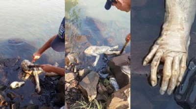  Criatura estranha  achada em rio e assusta moradores no Paraguai Imagens do animal no identificado circularam pelas redes sociais (Foto: Reproduo/Facebook)