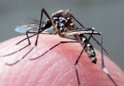 Prefeituras do ABCD investigam ligao de microcefalia com zika vrus At o final de novembro, 1.248 casos suspeitos de microcefalia foram identificados no Brasil. Foto: Rafael Neddermayer/Fotos Pblicas