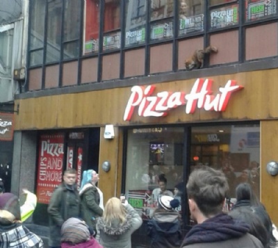 Raposa chama ateno ao ser flagrada em pizzaria na Esccia Raposa chamou ateno ao ser flagrada em uma pizzaria no centro de Glasgow (Foto: Reproduo/Twitter/The Teacakeman)