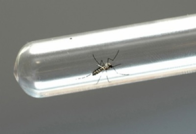 Balano aponta reduo de casos suspeitos de dengue no ABCD Regio ter no fim de janeiro a primeira ao regional de combate ao mosquito Aedes aegypti. Foto: Venilton-Kuchler-ANPr