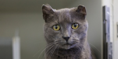 Gato vai reencontrar donos depois de passar 4 anos perdido nos EUA O gato Hemi (Foto: Bill Hand/Sun Journal via AP)