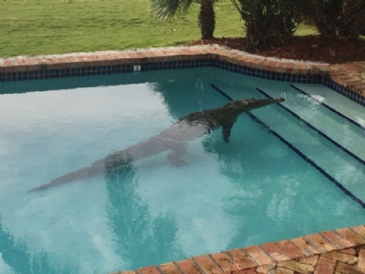 Americano leva susto ao encontrar crocodilo na piscina de sua casa Americano levou susto ao encontrar um crocodilo na piscina de sua casa (Foto: David Carey/Monroe County Sheriffs Office/AP)