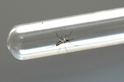 Regio investiga nove casos suspeitos de zika vrus Mosquito Aedes aegypti  o transmissor do zika vrus, dengue e chikunguya; melhor combate as doenas  eliminar os criadouros. Foto: Venilton Kuchler/ANPr