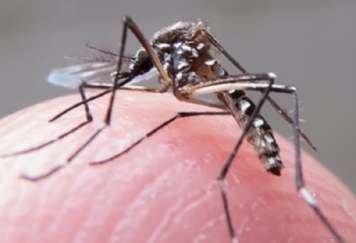 Regio tem dez casos suspeitos de zika vrus e 40 de chikungunya Mosquito Aedes aegypti  responsvel pela transmisso de dengue, zika vrus e chikungunya. Foto: Rafael Neddermeyer/Fotos Pblicas