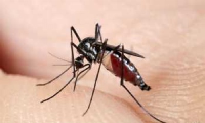  Zika pode infectar pernilongo, diz Fiocruz Foto de divulgao