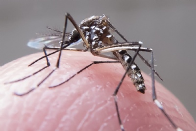 Governo do Estado restringe kits para testes de zika e chikungunya Restrio pode afetar o diagnstico de doenas transmitidas pelo Aedes aegypti. Foto: Rafael Neddermeyer /Fotos Pblicas