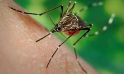 Cientistas descobrem possvel entrada do zika em clula-tronco neural Foto de divulgao