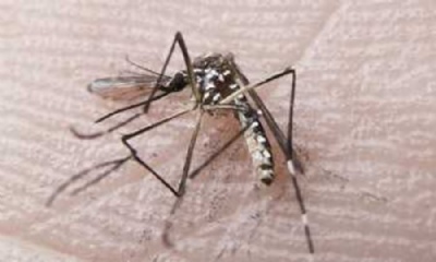 Inverno  hora de ampliar ao contra o ''Aedes'' Foto de divulgao