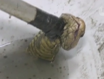  Homem escapa de ataque de cobra em vaso sanitrio na Tailndia Pollapat Laokamnerdpetch disse que viu a cabea da cobra instantes antes de usar a privada (Foto: Reuters)