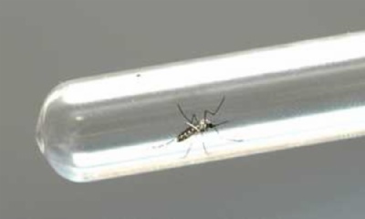 Vacina experimental contra zika ser testada em humanos nas prximas semanas Foto: Venilton Kuchler / ANPr