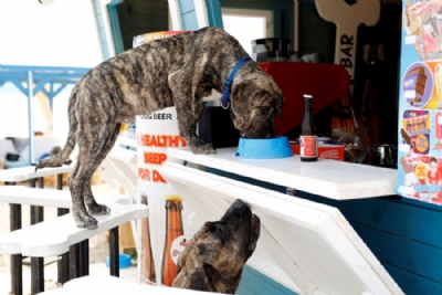 Crocia ganha praia e bar para cachorros Crocia ganha praia e bar para cachorros (Foto: Antonio Bronic/Reuters)