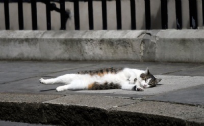 Gato Larry ''finge de morto'' em frente  residncia do premi britnico O gato Larry em Downing Street (Foto: Toby Melville/Reuters)