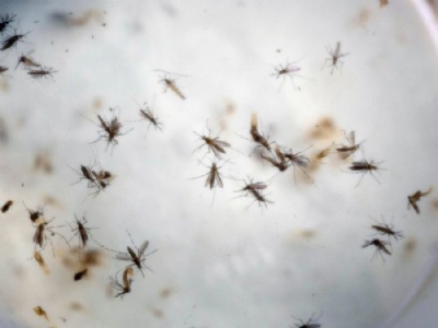 Epidemia de zika na Amrica Latina pode acabar em 3 anos, diz estudo Mosquitos Aedes aegyti so vistos em laboratrio da Colmbia (Foto: AP Photo/Ricardo Mazalan)