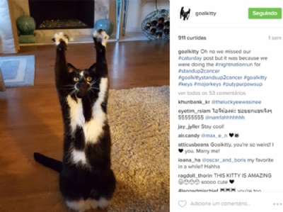  Gato faz sucesso na web com poses com patas dianteiras erguidas O gato Keys (Foto: @goalkitty/Instagram)