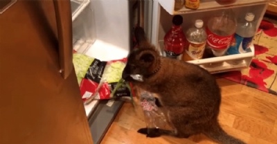 Wallaby  flagrado ''assaltando'' geladeira do dono nos EUA Wallaby  flagrado 'assaltando' geladeira do dono nos EUA (Foto: Welby the Wallaby/YouTube)