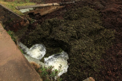 Tubulaes da Sabesp represam e plantas apodrecem na Billings Em alguns pontos da represa, as macrfitas esto se acumulando e apodrecendo. Foto: Rodrigo Pinto