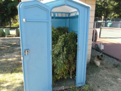  Homem acha banheiro porttil cheio de plantas de maconha em parque  Homem acha banheiro portti rechado com maconha em parque nos EUA (Foto: Rogue River Police Department/Facebook)
