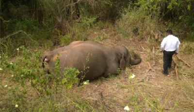 Quatro elefantes morrem atropelados por trem em Sri Lanka Quatro elefantes morreram atropelados por trem em Sri Lanka (Foto: Reproduo/Facebook/Upul S Adikari)