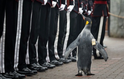 Pinguim ganha ttulo de brigadeiro em zoolgico na Esccia Brigadeiro Sir Nils Olav passa a tropa em revista (Foto: Jane Barlow/PA via AP) 
