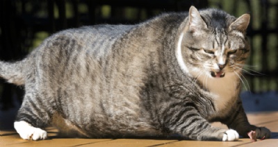 Gato de 14 kg cativa hspedes de hotel nos EUA O gato Logan (Foto: Jim Cole/AP) 