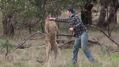 Australiano  criticado por brigar com canguru para salvar co Greig Tonkins acertou direto de direita na face do canguru (Foto: Greg Bloom/Viralhog/YouTube) 