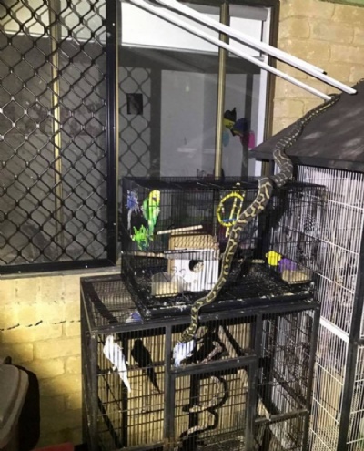 Pton  flagrada desligando sobre gaiolas de pssaros na Austrlia   Pton foi flagrada desligando sobre gaiolas de pssaros na regio de Sunshine Coast, na Austrlia (Foto: Reproduo/Facebook/Sunshine Coast Snake Catchers 24)