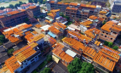 Chineses colocam caquis para secar nos telhados e criam visual inusitado Produtores colocaram caquis para secar nos telhados e criaram visual inusitado (Foto: Reuters) 