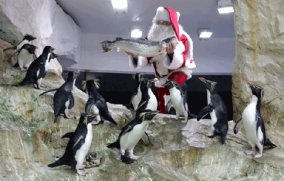 Pinguins fazem ''fila'' para ganhar peixe do Papai Noel Pinguins fizeram 'fila' aps Papai Noel oferecer peixe (Foto: Eric Gaillard/Reuters) 