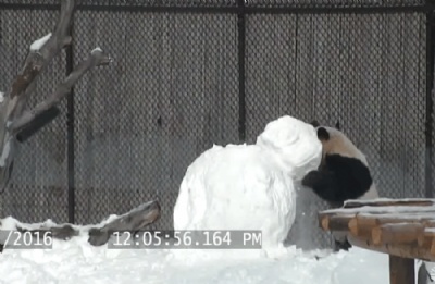 Panda gigante destri boneco de neve no zoolgico de Toronto Panda gigante destruiu boneco de neve colocado em seu recinto no zoolgico de Toronto (Foto: Reproduo/YouTube/Toronto Zoo) 