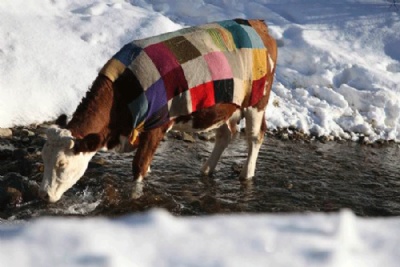 Contra frio, dono cobre vaca com colcha de retalhos no Kosovo 