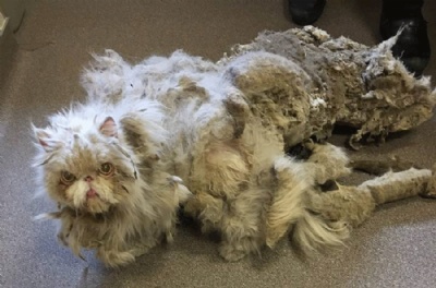 Gato abandonado em poro perde 2 kg de pelo excessivo e se recupera nos EUA Simbad aps ser resgatado (Foto: The Ant-Cruelty Society/Facebook) 