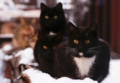 Gatos podem ser to inteligentes quanto ces, diz estudo Gatos se renem perto de aquecedor em Moscou, na Rssia, em foto de 9 de janeiro; gatos mostraram ser to bons quanto ces em vrios testes mentais (Foto: Reuters/Maxim Shemetov) 