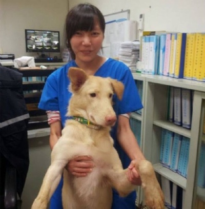  O suicdio da veterinria que sacrificou centenas de ces de rua em Taiwan Chien se matou em maio do ano passado usando a mesma droga que dava aos animais ao sacrific-los (Foto: Arquivo Pessoal) 
