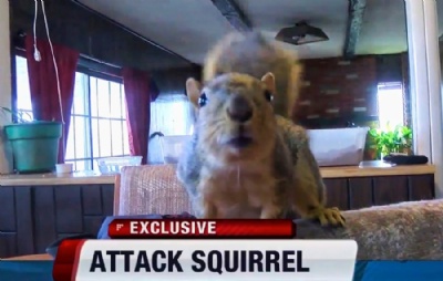 Esquilo de estimao vira heri nos EUA ao impedir roubo de casa Esquilo de estimao vira heri nos EUA ao impedir roubo de casa (Foto: KIVI-TV via AP) 