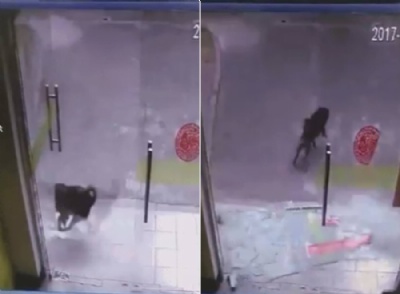 Co quebra porta de vidro durante perseguio a gato na China   Co destruiu porta de vidro enquanto perseguia um gato na China (Foto: Reproduo/YouTube/Peoples Daily, China )