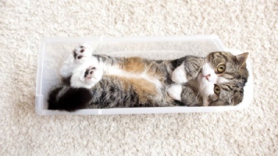  Gato japons  o animal mais visualizado no YouTube, diz Guinness O gato Maru (Foto: Guinness Book of Records) 