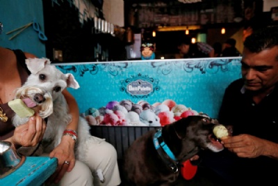 Cidade do Mxico tem sorveteria para cachorros Cachorros tomam sorvete em sorveteria canina aberta na Cidade do Mxico (Foto: Carlos Jasso/Reuters) 