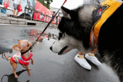Cachorro grande ''encara'' cozinho antes de maratona canina na Tailndia Foto: Jorge Silva/Reuters