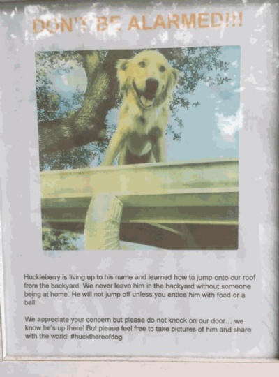  Famlia bota bilhete para explicar hbito de cachorro de ficar no telhado Cartaz explica o hbito de Huck (Foto: Twitter) 