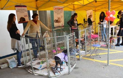 OAB Santo Andr promove feira de adoo animal 