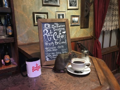  Califrnia ter caf para quem quiser interagir com ratos Califrnia ter caf para quem quiser interagir com ratos (Foto: San Francisco Dungeon/Facebook) 