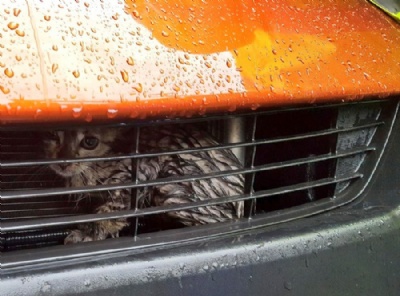  Gatinho  resgatado aps ficar preso em grade de carro nos EUA Gatinho  resgatado aps ficar preso em grade de carro nos EU (Foto: @BSO_Mike/Twitter) 