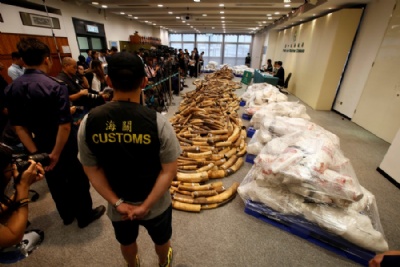  Hong Kong confisca sete toneladas de marfim, a maior apreenso em 30 anos Marfim apreendido em Hong Kong na maior operao em trs dcadas (Foto: REUTERS/Bobby Yip) 